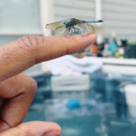 Blessed by a Dragonfly