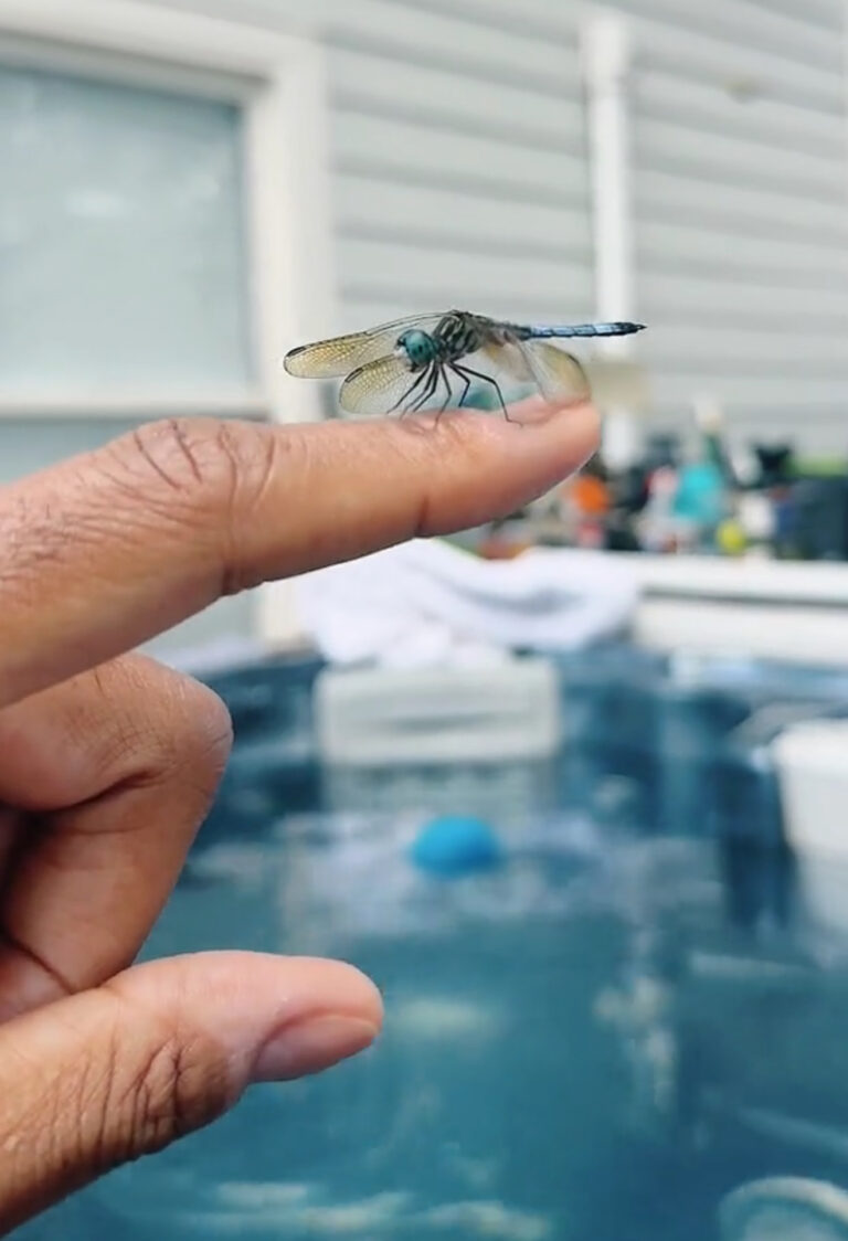 Blessed by a Dragonfly